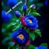 adil.ahmed682