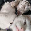 kitten_catworld
