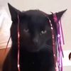 disco.gato