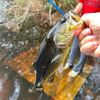 fishies_09