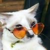 mszmeow8
