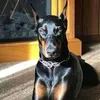 doberman_yourdad