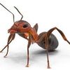 ant5303