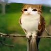 chixkenman2