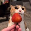 ham_burger1108
