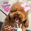lachilucky