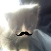 phuclabubu