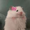 paulet_56