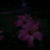 hamdia.ibrahim62