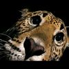 nuttybuddy163
