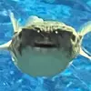 tuna38867