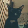 jaijai_d