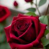 user657620127