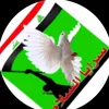 mahdimahdi2737
