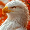 zahidgull344