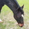 thor_horsey