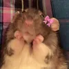 ricebunnydafuk