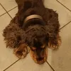 ninothedog_4