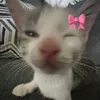 ksyshechkaa_77