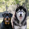 dogmix02