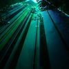 echo_verdant