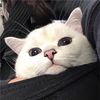 Cute.pet.life90