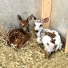 Fuzzy Fawn Wildlife