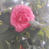 iuliana.belea