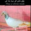 bilalhassanbh778338gmail