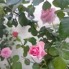 as_td4