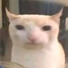 leekcattyblue_