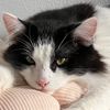 defiekucing