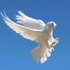 hawy_al8lab_505