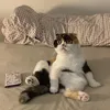 bbbbbbbotan