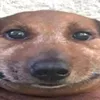 litmldl_