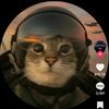 tigerbestcat