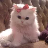 hawra0075