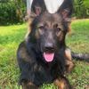 gylfithegsd