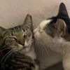 ilovemycat067