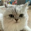 chunkycat28