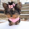 joysdoggyworld