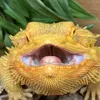 rexwanna