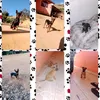 pets_da_tete