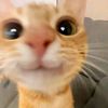 luv_cats78