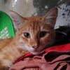 kucing.oyen.gemoy3