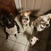 bullyandhoundlife