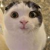 catidass