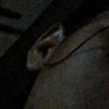 kity_cattt478