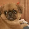 maia_2767