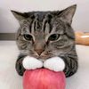gmeow7_